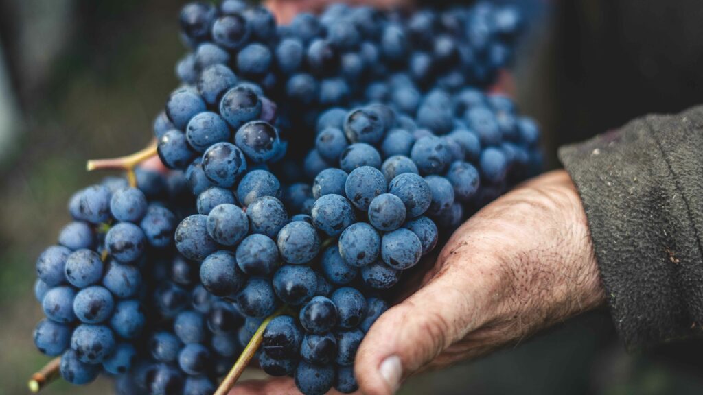 balsamic vinegar grapes