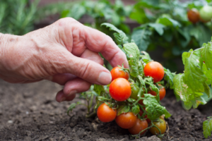 picking cherry tomatoes