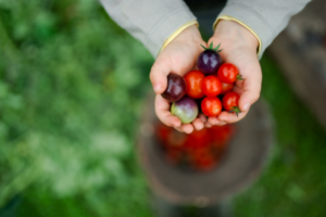 kid holding cherry tomatoes