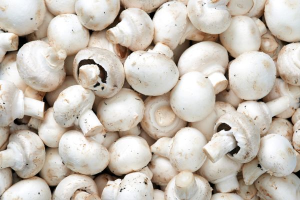 mushrooms in Italian are called funghi